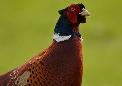 Close-up of pheasant