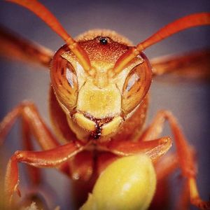 Close-up of insect