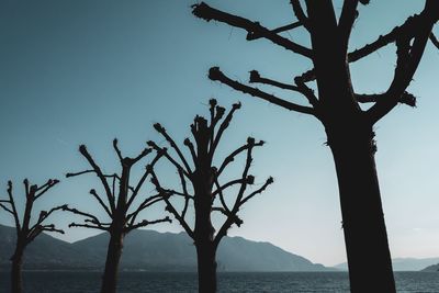 Silhouette bare tree by sea against clear sky