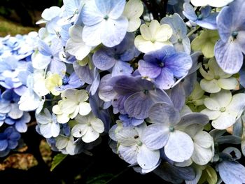 Close-up of purple hydrangea blooming outdoors
