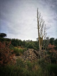 Plants on field against sky
