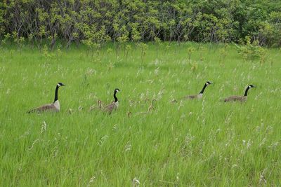 Flock of birds on grass by lake