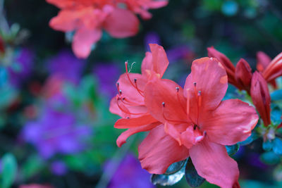 Close-up of pink flowers blooming outdoors