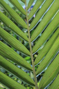 Full frame shot of palm leaves