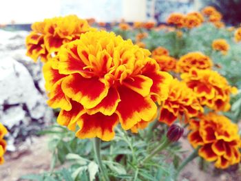 Close-up of marigold blooming outdoors