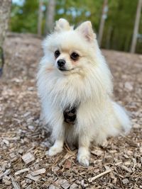 pet