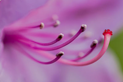 Close-up of pink flower