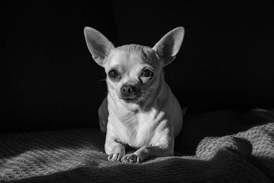 Portrait of dog lying on bed at home