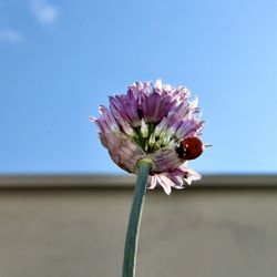 Close-up of pink flowering plant against blue sky