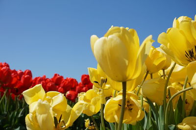 Close-up of yellow tulips