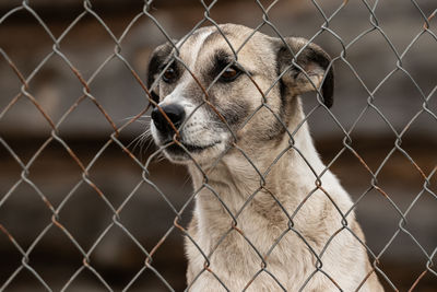 Close-up of a dog looking through chainlink fence