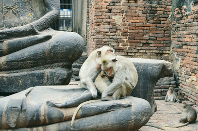 View of monkey sitting on wall