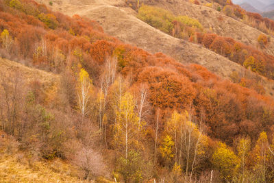 View of trees in forest