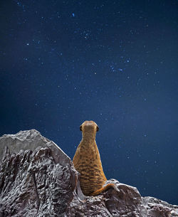 View of an animal sitting on rock