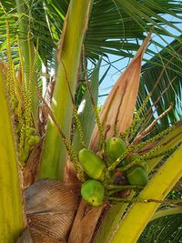Low angle view of coconut palm tree leaves