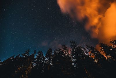 Low angle view of trees against sky at night