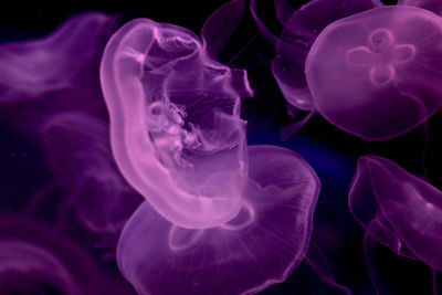 Close-up of jellyfish swimming in sea