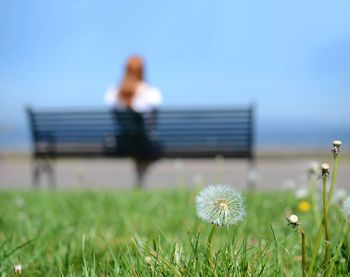 Close-up of grass against clear sky