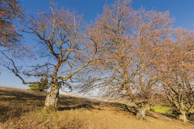 Trees on field against clear sky