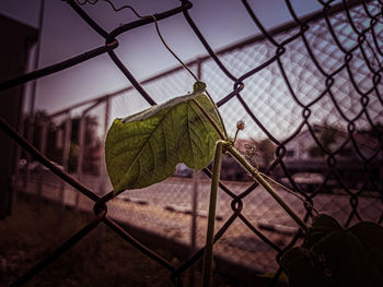 Close-up of chainlink fence against sky