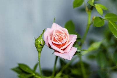 Close-up of pink rose