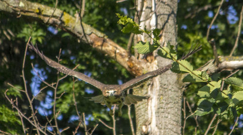 Close-up of a tree