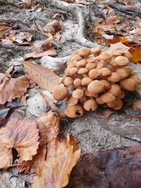 High angle view of mushrooms growing on field