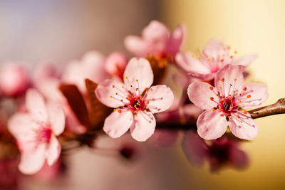 Close-up of pink cherry blossom