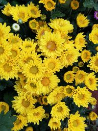 High angle view of yellow flowering plants