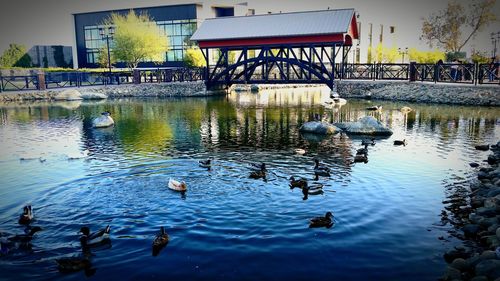 Ducks in water