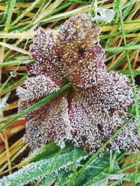 Close-up of plants growing on field