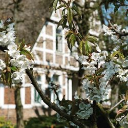 Close-up of apple blossoms in spring