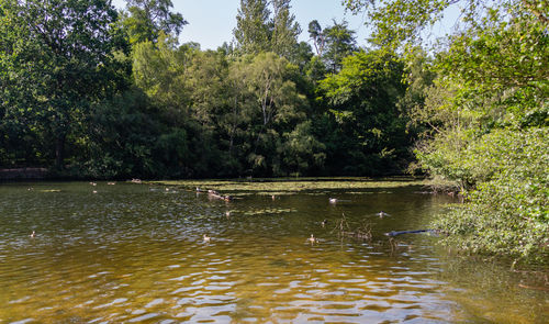 View of ducks swimming in lake