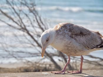 Close-up of bird by sea