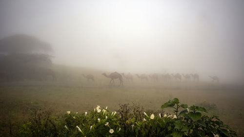 Camels in foggy weather with landscape 