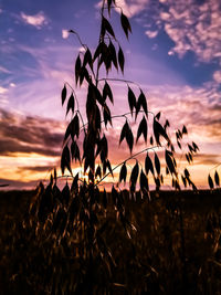 Silhouette plants on field against sky during sunset