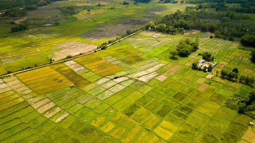 High angle view of agricultural field