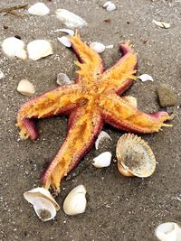 High angle view of starfish on pebbles at beach