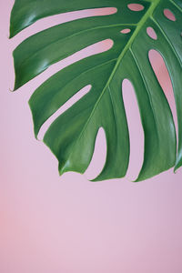 Close-up of green leaves on white background