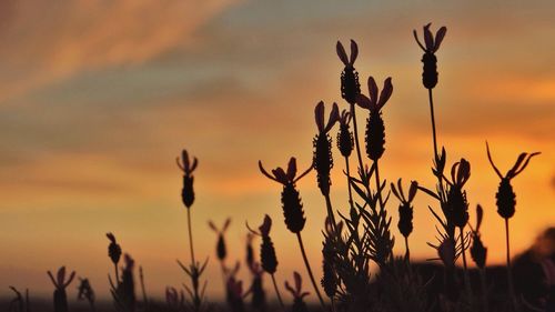 Plants at sunset