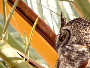 Close-up portrait of eagle