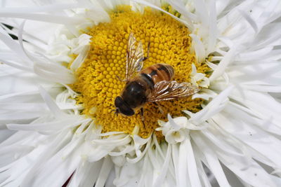 Close-up of bee pollinating on white flower