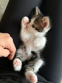 Midsection of person with kitten