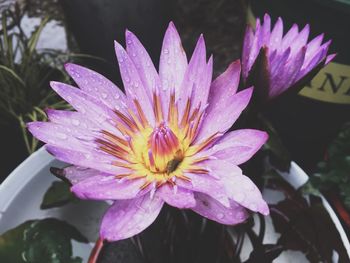 Close-up of purple flower blooming outdoors