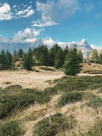 Trees on field against sky