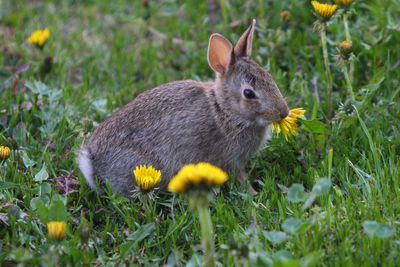 Close-up of a rabbit on field
