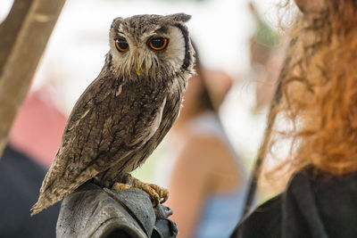 Close-up of owl perching on branch