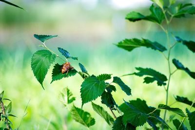 Close-up of butterfly perching on leaf