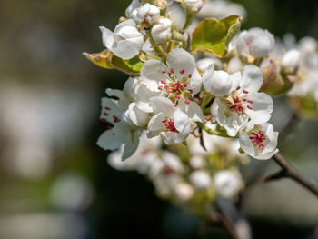 Close-up of white cherry blossom tree