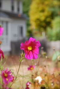 Close-up of pink cosmos flowers blooming outdoors